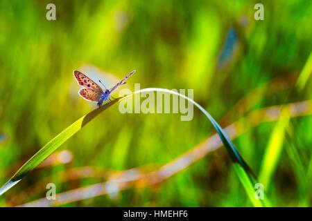 Schmetterling auf dem Rasen sitzen. Insekt auf Grashalm ruht. Natürlicher Insektenschutz Makro Stockfoto