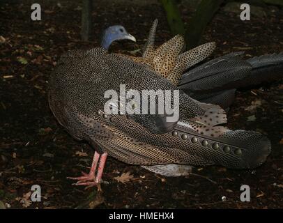 Männliche große Argus Fasan (Argusianus Argus), in den Dschungel von Borneo, Sumatra und der malaiischen Halbinsel in Südostasien heimisch Stockfoto