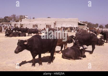 Rinder im Vordergrund, die in der Sonne warten auf Markt in Kabul, Afghanistan verkauft werden. Afghanische Fleisch Händler und Kaufleute zu inspizieren das Vieh in den Hintergrund. November, 1973. Stockfoto