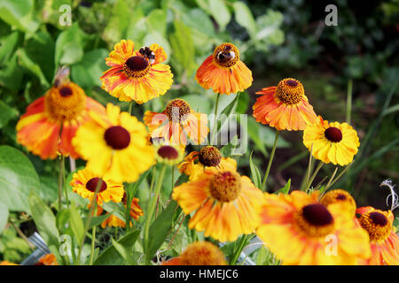 Helenium Blumen mit Bienen in einem Garten Stockfoto