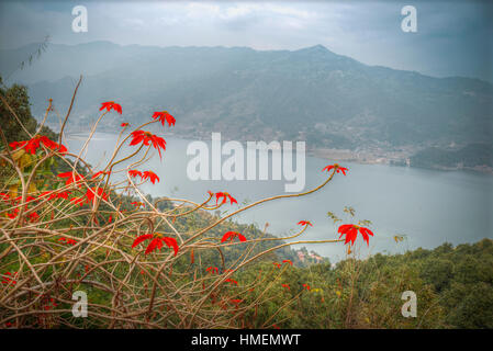 Felder und Berge rund um Pokhara. Himalaya. Nepal Stockfoto