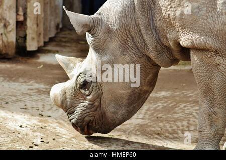 Spitzmaul-Nashorn Stockfoto