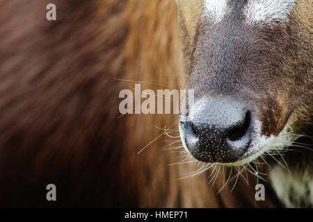 Roan Antilope Stockfoto