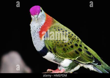 Vogel, der Zoo von Chester Stockfoto