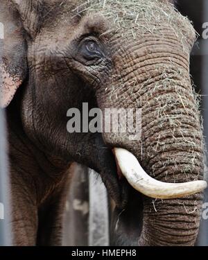 Grauer Elefant, Chester Zoo, England Stockfoto