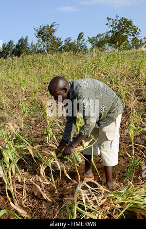 KENIA, Mount Kenia East Region Süd Ngariama, extreme Dürre wegen Mangel an Regen verursachte massive Wasserprobleme, Landwirt entwurzeln seine getrockneten gescheiterten Mais-Ernte sein Vieh füttern Stockfoto