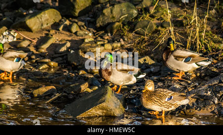 Gruppe von Vögeln am Flussufer, Enten im Fluss im Morgensonnenlicht, Lancashire, England, Großbritannien Stockfoto