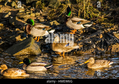 Gruppe von Vögeln am Flussufer, Enten im Fluss im Morgensonnenlicht, Lancashire, England, Großbritannien Stockfoto