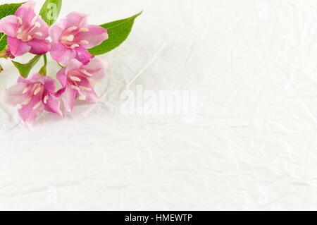 Weigela rosa Blumen blühen auf weißem Stoff Stockfoto