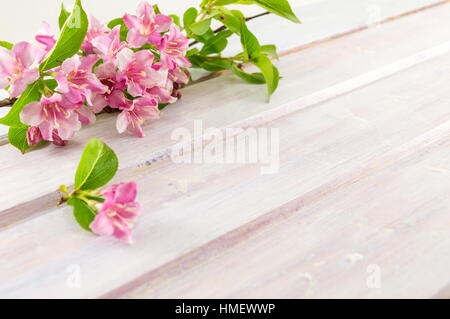 Weigela rosa Blumen blühen auf Holztisch Stockfoto