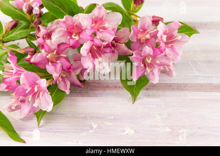 Weigela rosa Blumen blühen auf Holztisch Stockfoto