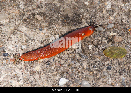 Rote Nacktschnecke, Arion Rufus, ausgestreckt auf dem Boden entlang gehen Stockfoto