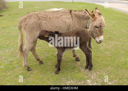 Esel stehend mit ihrem Fohlen Fütterung Gras am Straßenrand Stockfoto