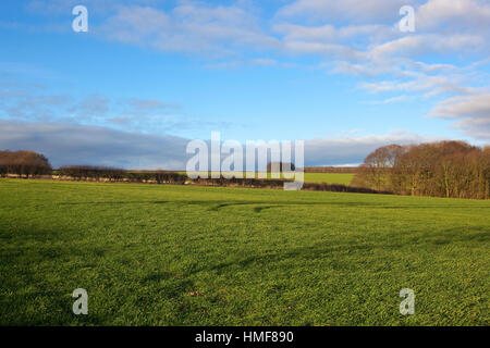 Ein grünes Weizenfeld mit Hecken und einem Wald Wäldchen in einer malerischen Landschaft der Yorkshire Wolds bei blau bewölktem Himmel im Winter. Stockfoto