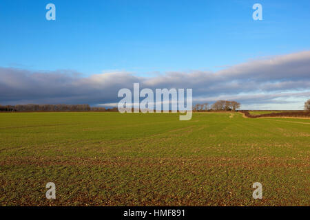 Grüne Wiesen, Bäume und Hecken von der malerischen Landschaft der Yorkshire Wolds im Winter. Stockfoto