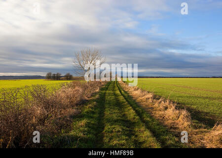 Eine grasige Fußweg zwischen grünen Ackerland mit Hecken und eine Esche unter einem bewölkten blauen Himmel. Stockfoto