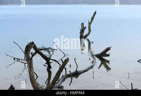 der Haken im Wasser die Wurzeln des alten Baumes ragte ist gefährlich Stockfoto