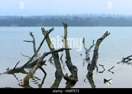 der Haken im Wasser die Wurzeln des alten Baumes ragte ist gefährlich Stockfoto