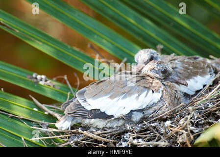 Nahaufnahme von Taube Küken auf Palm-Baum-nest Stockfoto