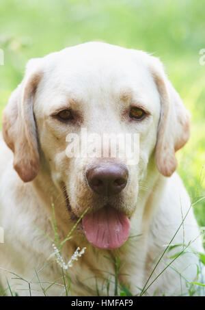 Porträt von golden Retriever um Grasgrün Stockfoto