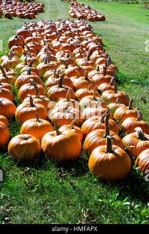 Kürbis in Maine. Hallowen Stockfoto