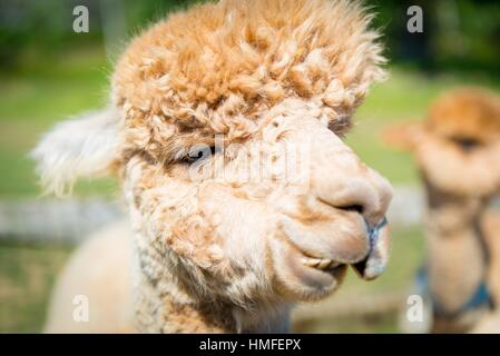 Alpaka in der Farm von Martha's Vineyard Stockfoto