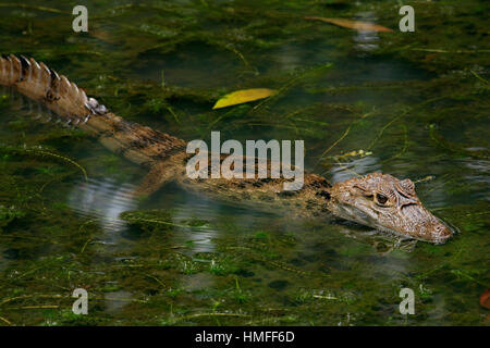 Brillentragende Kaiman (Caiman Crocodilus) im überfluteten Fluss Sarapiquí, Costa Rica. Stockfoto