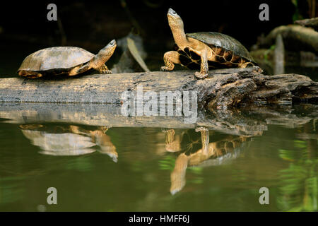 Black River Schildkröten (Rhinoclemmys Funerea) am natürlichen Regenwald-Kanal. Nationalpark Tortuguero, Costa Rica. Stockfoto