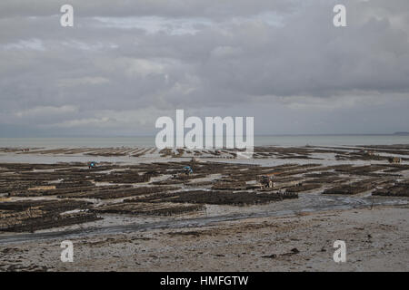 Mont St. Michel auf der Horizon Cancale Austernfarm Stockfoto