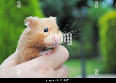 Ein kleinen Hamster schnüffelt herum, während seiner Besitzer Hand gehalten. Stockfoto