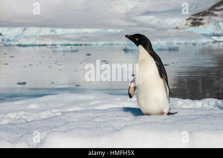 Adelie Penguin (Pygoscelis Adeliae) Kolonie in Hope Bay, Antarktis, Polarregionen Stockfoto