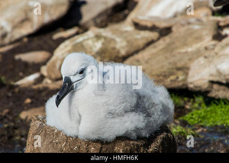 Black-browed Albatros Küken (Thalassarche Melanophris), Saunders Island, Falkland-Inseln, Südamerika Stockfoto