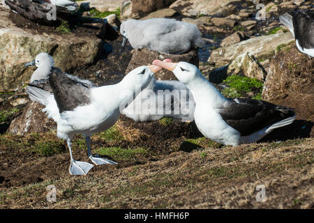 Kolonie von Black-browed Albatross Mutter füttert eine Küken (Thalassarche Melanophris), Saunders Island, Falkland-Inseln, Südamerika Stockfoto