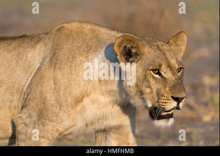 Eine Löwin (Panthera Leo) Wandern, Savuti Marsh, Chobe Nationalpark, Botswana Stockfoto