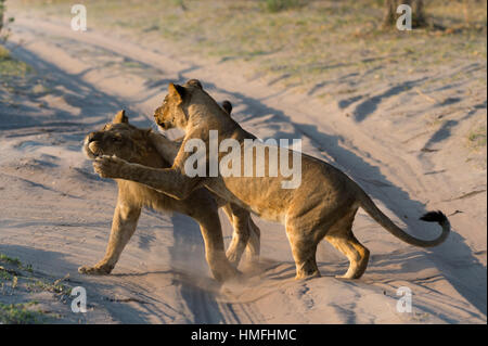 Zwei Löwinnen (Panthera Leo) spielen, Savuti Marsh, Chobe Nationalpark, Botswana Stockfoto