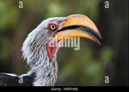 Close-up Portrait des östlichen gelb-billed Hornbill (Tockus Flavirostris), Khwai-Konzession, Okavango Delta, Botswana Stockfoto