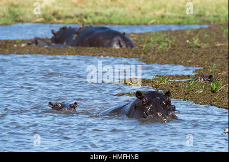 Flusspferd (Hippopotamus Amphibius) in den Fluss Khwai, Khwai-Konzession, Okavango Delta, Botswana Stockfoto