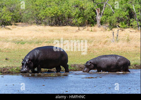 Flusspferd (Hippopotamus Amphibius), Khwai-Konzession, Okavango Delta, Botswana Stockfoto