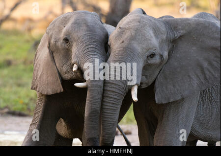 Zwei afrikanische Elefanten (Loxodonta Africana) sparring, Khwai-Konzession, Okavango Delta, Botswana Stockfoto