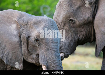 Zwei afrikanische Elefanten (Loxodonta Africana) weiblich und ein Sub-Erwachsener, Khwai-Konzession, Okavango Delta, Botswana Stockfoto
