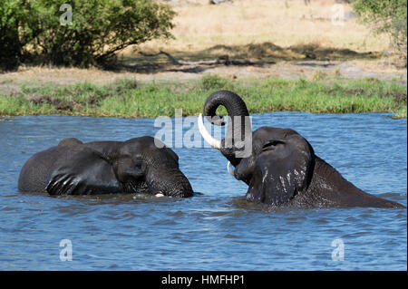 Zwei afrikanische Elefanten (Loxodonta Africana) sparring in den Fluss Khwai, Khwai-Konzession, Okavango Delta, Botswana Stockfoto