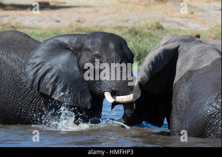 Zwei afrikanische Elefanten (Loxodonta Africana) sparring im Fluss Khwai, Khwai-Konzession, Okavango Delta, Botswana Stockfoto