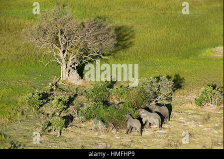 Luftaufnahme des afrikanischen Elefanten (Loxodonta Africana), Okavango Delta, Botswana Stockfoto