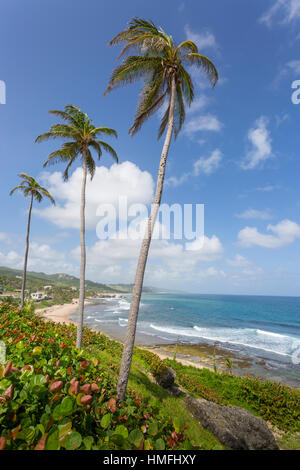 Bathsheba Beach, Bathseba, St. Joseph, Barbados, West Indies, Karibik, Mittelamerika Stockfoto