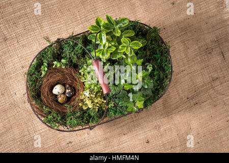 Korb mit Pflanzen und Eiern Stockfoto