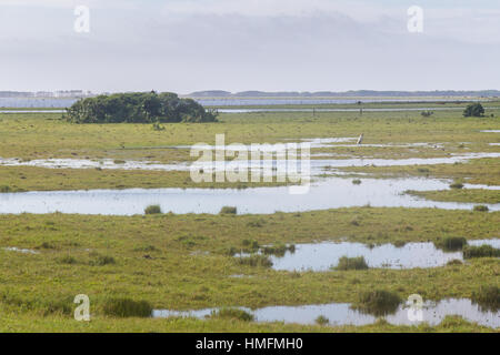 Holz-Storch und andere kleine Vögel in Lagoa Paixe See Stockfoto