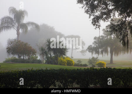 Bäume im frühen Morgennebel in Venice Florida Stockfoto