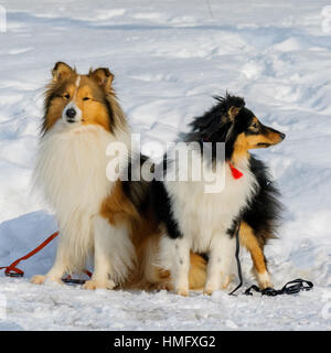 Shetland Sheepdog / Collie / Sheltie (Canis Lupus Familiaris) im Schnee Stockfoto