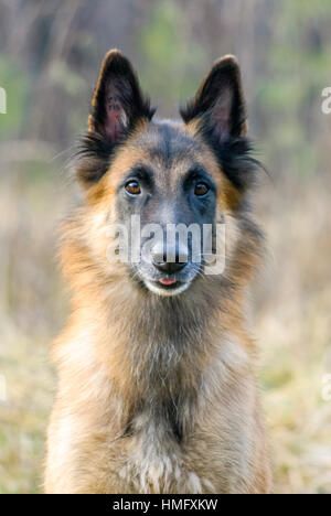 Tervuren-Hund im Garten. Belgischer Schäferhund. Stockfoto