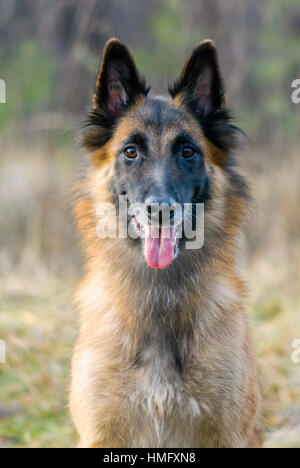 Tervuren-Hund im Garten. Belgischer Schäferhund. Stockfoto